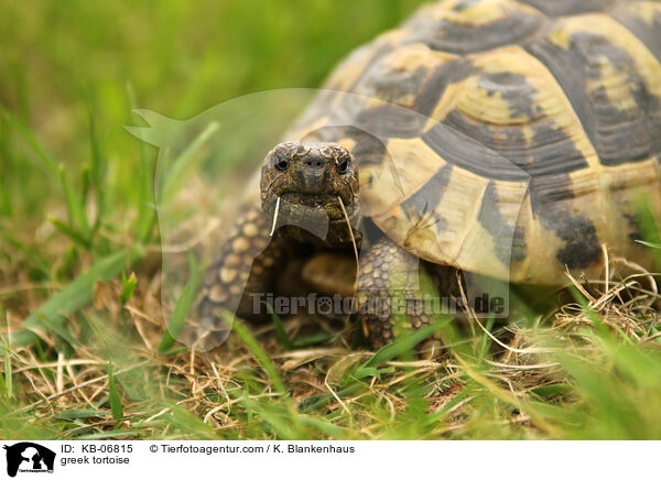 greek tortoise / KB-06815