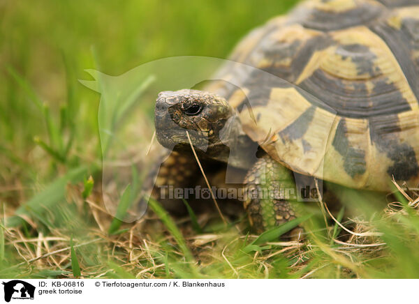 Griechische Landschildkrte / greek tortoise / KB-06816