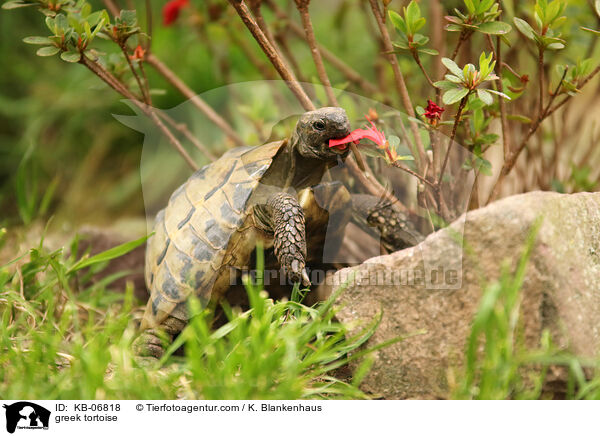 Griechische Landschildkrte / greek tortoise / KB-06818