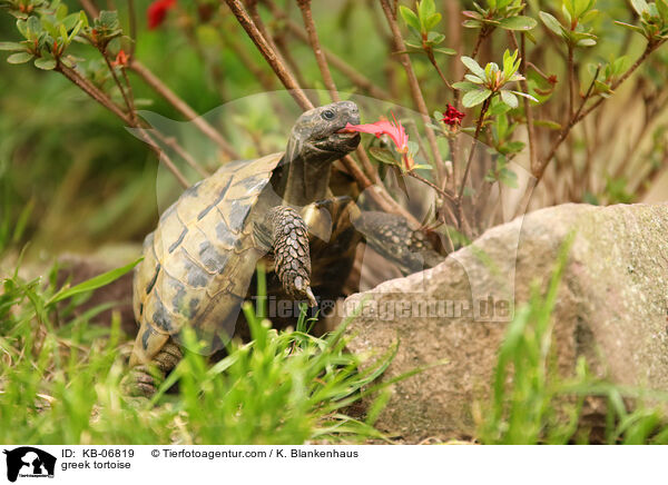 Griechische Landschildkrte / greek tortoise / KB-06819