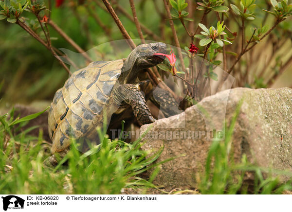 Griechische Landschildkrte / greek tortoise / KB-06820