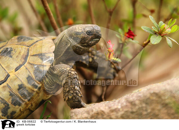 Griechische Landschildkrte / greek tortoise / KB-06822