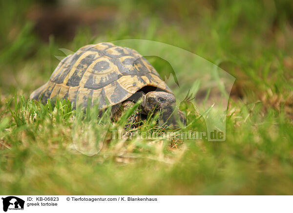 Griechische Landschildkrte / greek tortoise / KB-06823