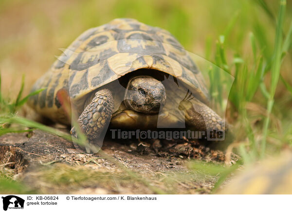 Griechische Landschildkrte / greek tortoise / KB-06824