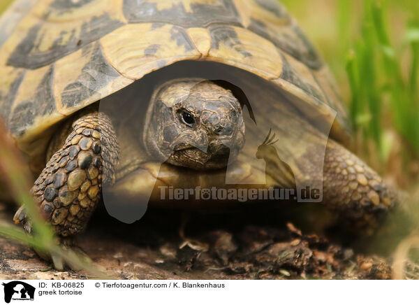 Griechische Landschildkrte / greek tortoise / KB-06825