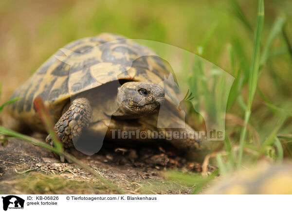 Griechische Landschildkrte / greek tortoise / KB-06826