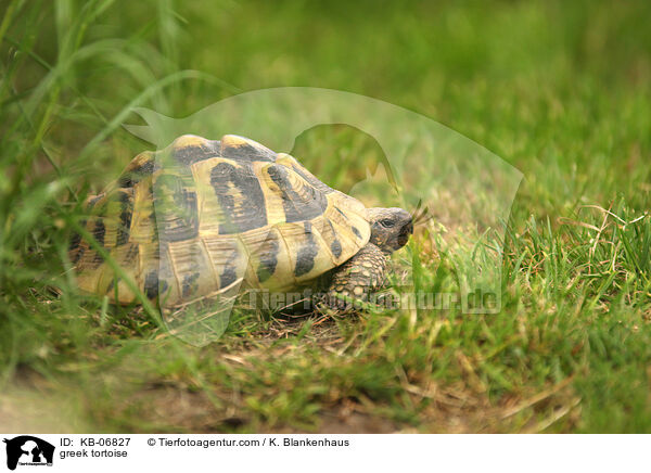 Griechische Landschildkrte / greek tortoise / KB-06827