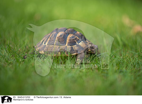 Griechische Landschildkrte / Hermann's tortoise / SAD-01252