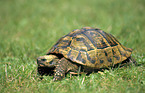 Hermanns Tortoise