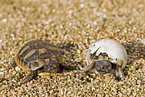Hermanns Tortoises