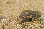 Hermanns Tortoise