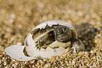 Hermanns Tortoise