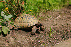 Hermanns tortoise