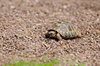 Hermanns tortoise