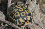 Hermann's tortoise