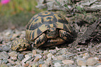 Hermann's tortoises