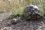 Hermann's tortoises