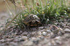 Hermann's tortoise