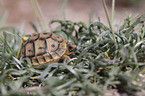 Hermann's tortoise