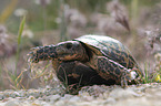 Hermann's tortoise