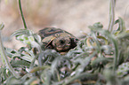 Hermann's tortoise