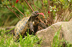 Hermann's tortoise