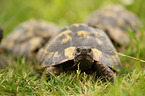 Hermann's tortoises