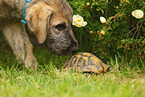 Puppy Hermann's tortoise