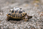 Greek tortoise