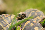 greek tortoises