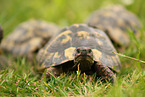 greek tortoises
