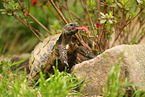 greek tortoise