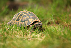 greek tortoise