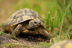 greek tortoise