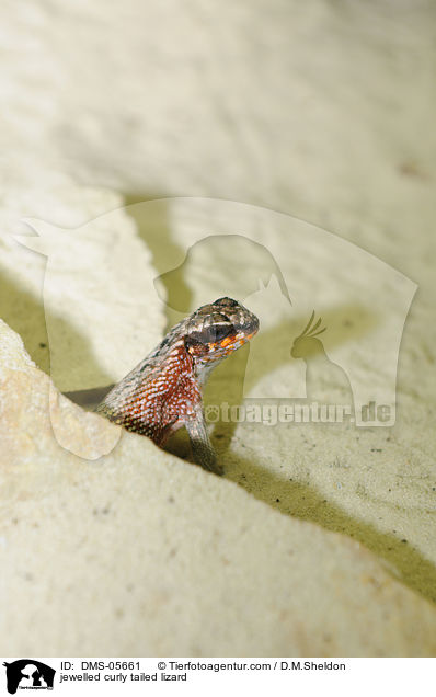 Bunter Maskenleguan / jewelled curly tailed lizard / DMS-05661
