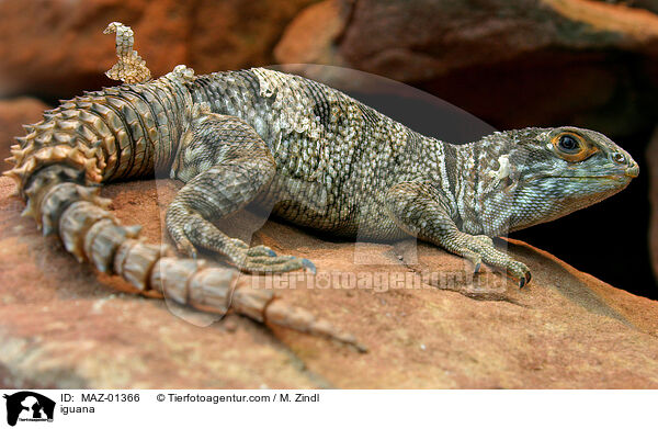 Leguan / iguana / MAZ-01366