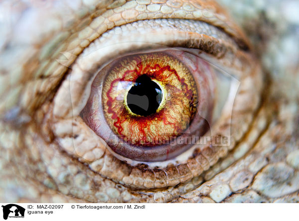 Leguan Auge / iguana eye / MAZ-02097