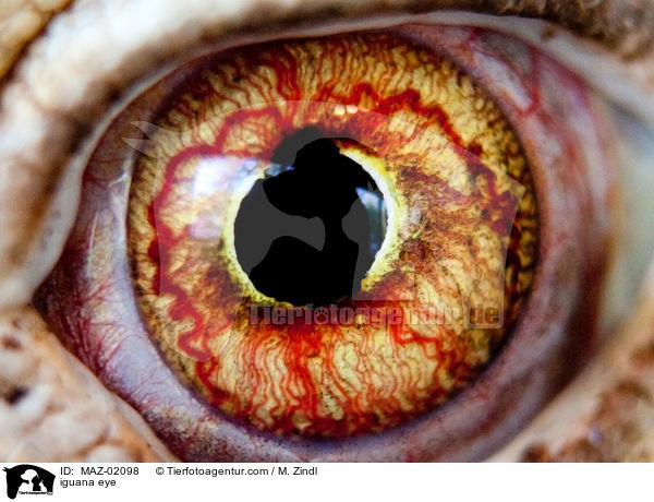 Leguan Auge / iguana eye / MAZ-02098