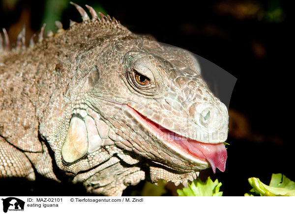fressender Leguan / eating iguana / MAZ-02101