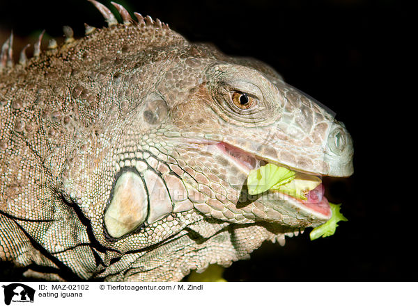 fressender Leguan / eating iguana / MAZ-02102