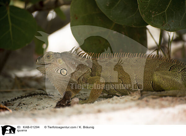Leguan / iguana / KAB-01294