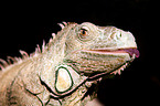 iguana