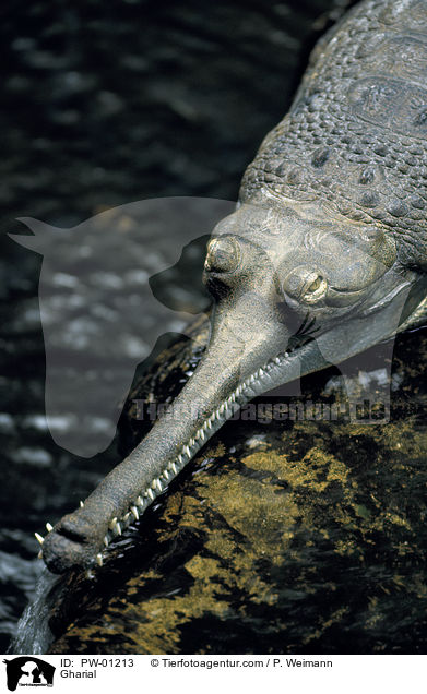 Gharial / PW-01213