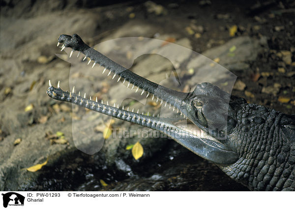 Gharial / PW-01293