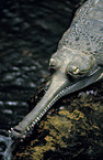 Gharial