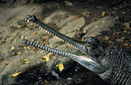 Gharial