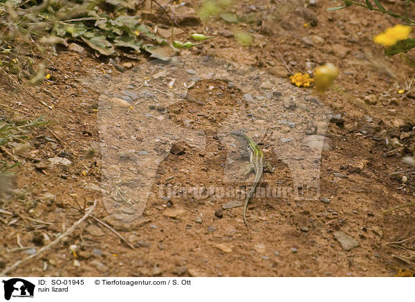 Ruineneidechse / ruin lizard / SO-01945