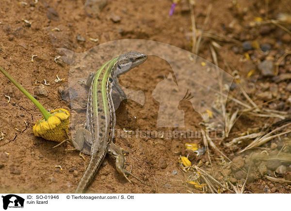 Ruineneidechse / ruin lizard / SO-01946