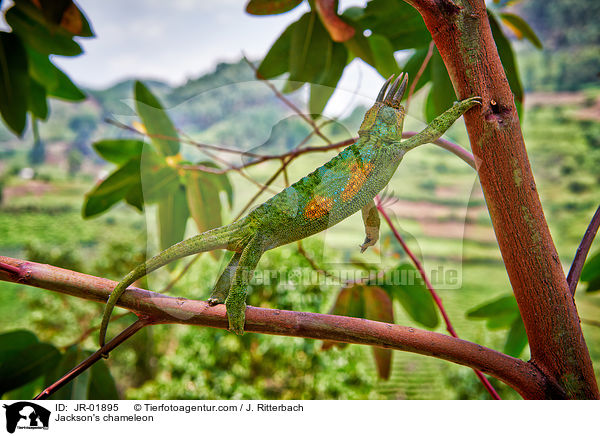 Jackson's chameleon / JR-01895