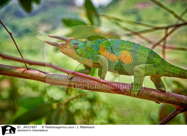 Dreihornchamleon / Jackson's chameleon / JR-01897